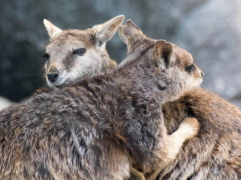 Mareeba Rock Wallaby (Petrogale mareeba) hugging